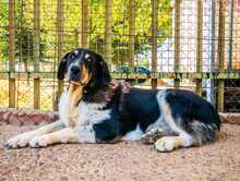 BUSTER, Hund, Mischlingshund in Spanien - Bild 11