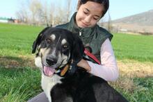 BUSTER, Hund, Mischlingshund in Spanien - Bild 5
