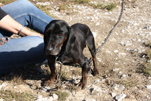 NEGRO, Hund, Mischlingshund in Ungarn - Bild 2