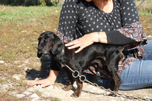 NEGRO, Hund, Mischlingshund in Ungarn - Bild 4
