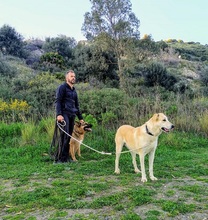 TIKKA, Hund, Labrador-Mix in Spanien - Bild 10