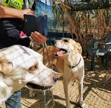 TIKKA, Hund, Labrador-Mix in Spanien - Bild 13