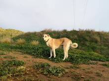 TIKKA, Hund, Labrador-Mix in Spanien - Bild 17