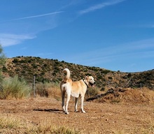 TIKKA, Hund, Labrador-Mix in Spanien - Bild 18