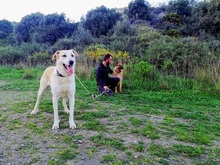 TIKKA, Hund, Labrador-Mix in Spanien - Bild 19