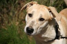 TIKKA, Hund, Labrador-Mix in Spanien - Bild 2