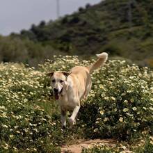 TIKKA, Hund, Labrador-Mix in Spanien - Bild 3