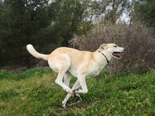 TIKKA, Hund, Labrador-Mix in Spanien - Bild 5