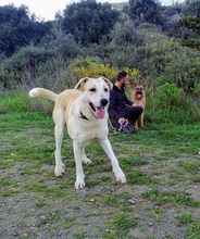 TIKKA, Hund, Labrador-Mix in Spanien - Bild 6