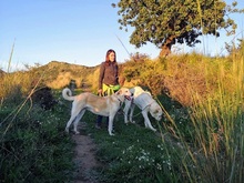 TIKKA, Hund, Labrador-Mix in Spanien - Bild 7