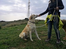 TIKKA, Hund, Labrador-Mix in Spanien - Bild 8