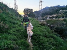 TIKKA, Hund, Labrador-Mix in Spanien - Bild 9