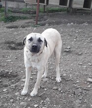 LAKOTA, Hund, Mischlingshund in Türkei - Bild 2