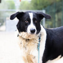 ROMULUS, Hund, Mischlingshund in Spanien - Bild 1