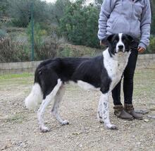 ROMULUS, Hund, Mischlingshund in Spanien - Bild 10
