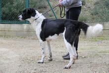 ROMULUS, Hund, Mischlingshund in Spanien - Bild 13