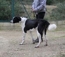 ROMULUS, Hund, Mischlingshund in Spanien - Bild 14