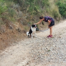 ROMULUS, Hund, Mischlingshund in Spanien - Bild 17