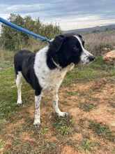 ROMULUS, Hund, Mischlingshund in Spanien - Bild 4