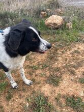 ROMULUS, Hund, Mischlingshund in Spanien - Bild 5