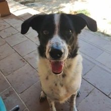 ROMULUS, Hund, Mischlingshund in Spanien - Bild 7