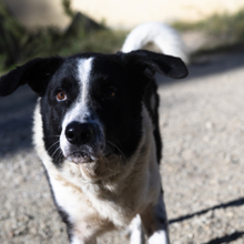 ROMULUS, Hund, Mischlingshund in Spanien - Bild 9