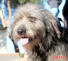 ZORRO, Hund, Pastore Fonnese in Italien - Bild 1