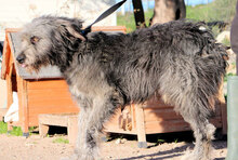 ZORRO, Hund, Pastore Fonnese in Italien - Bild 10