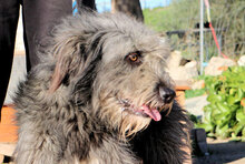 ZORRO, Hund, Pastore Fonnese in Italien - Bild 11