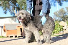 ZORRO, Hund, Pastore Fonnese in Italien - Bild 14