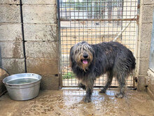 ZORRO, Hund, Pastore Fonnese in Italien - Bild 4