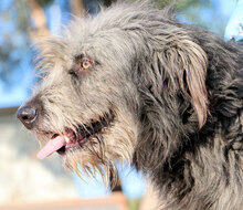 ZORRO, Hund, Pastore Fonnese in Italien - Bild 5