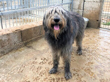 ZORRO, Hund, Pastore Fonnese in Italien - Bild 6