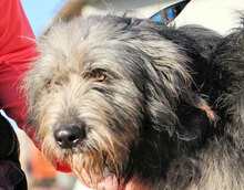 ZORRO, Hund, Pastore Fonnese in Italien - Bild 8