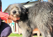ZORRO, Hund, Pastore Fonnese in Italien - Bild 9