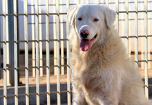 CICCIO, Hund, Mischlingshund in Italien - Bild 3