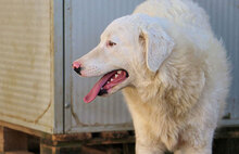 CICCIO, Hund, Mischlingshund in Italien - Bild 4