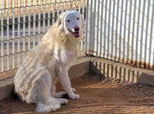 CICCIO, Hund, Mischlingshund in Italien - Bild 6