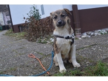 FERDI, Hund, Mischlingshund in Effeltrich - Bild 11