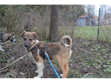 FERDI, Hund, Mischlingshund in Effeltrich - Bild 13