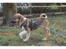 FERDI, Hund, Mischlingshund in Effeltrich - Bild 14