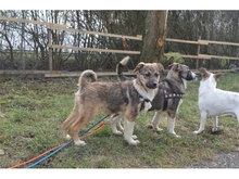 FERDI, Hund, Mischlingshund in Effeltrich - Bild 15