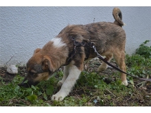 FERDI, Hund, Mischlingshund in Effeltrich - Bild 16
