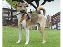FERDI, Hund, Mischlingshund in Effeltrich - Bild 2