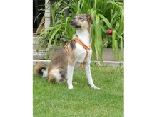 FERDI, Hund, Mischlingshund in Effeltrich - Bild 4