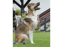 FERDI, Hund, Mischlingshund in Effeltrich - Bild 6