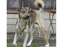 FERDI, Hund, Mischlingshund in Effeltrich - Bild 7