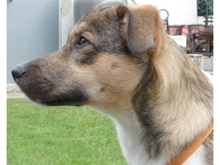 FERDI, Hund, Mischlingshund in Effeltrich - Bild 9