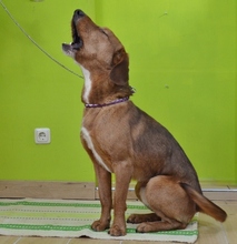 BARRY, Hund, Mischlingshund in Lübeck - Bild 8