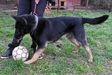 VITZEZ, Hund, Deutscher Schäferhund in Ungarn - Bild 4